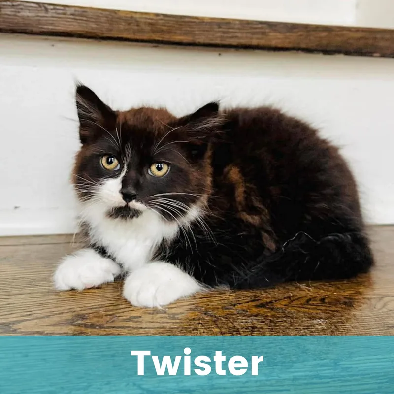Twister