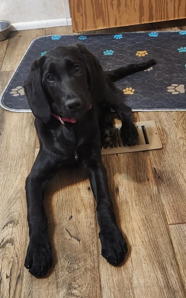 A baby medium-sized female Labrador Retriever dog named Sheba for adoption in Walnutport, PA