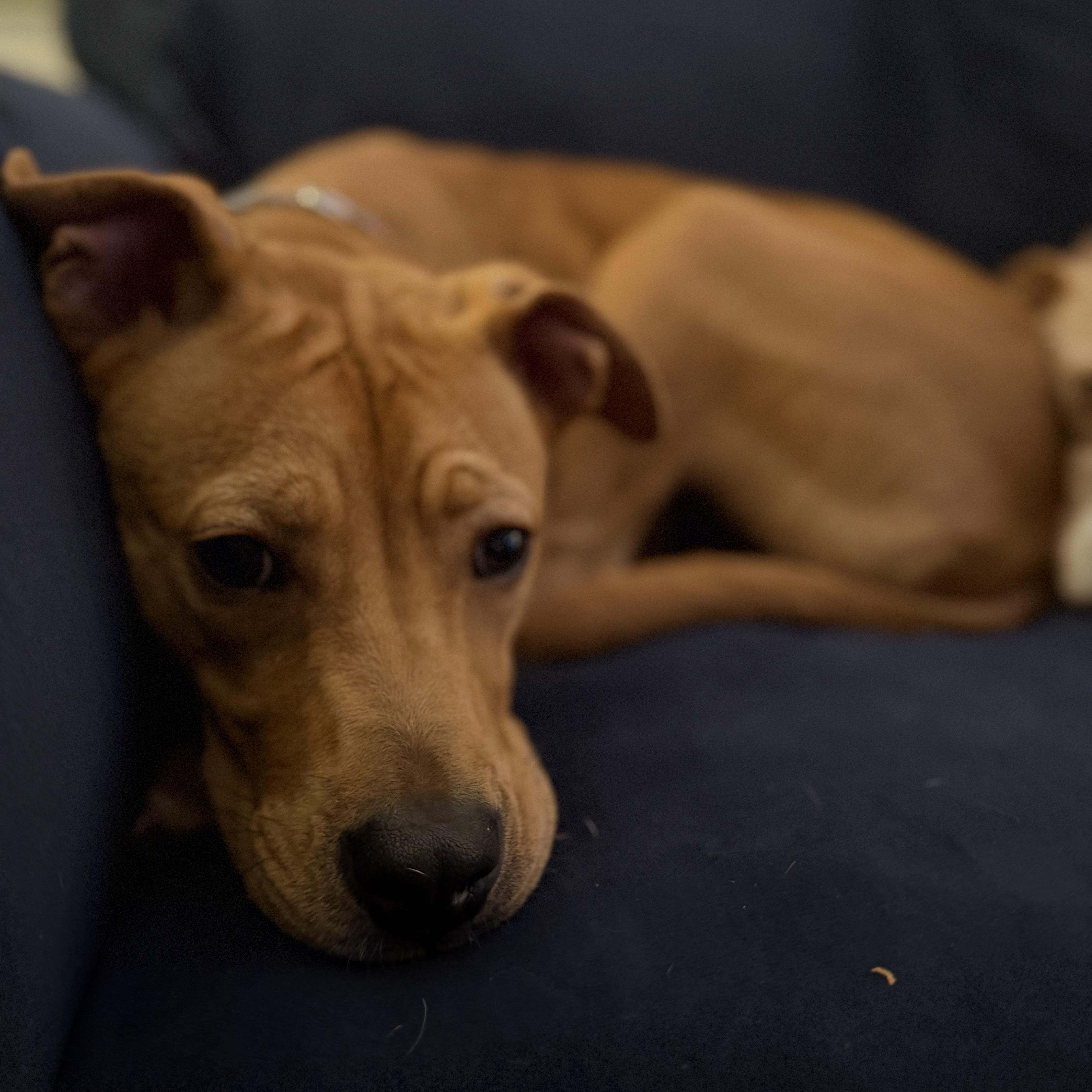 Cora