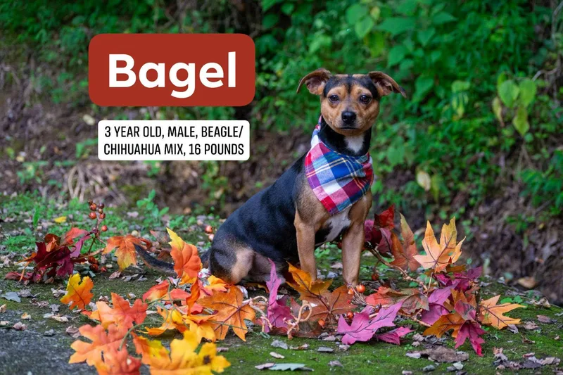 Bagel thumbnail 2