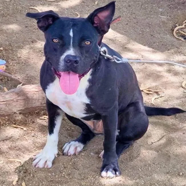 An adult small-sized female Black Pit Bull Terrier dog named Gordita for adoption in Northbrook, IL