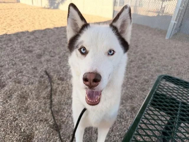 An adult large-sized female Siberian Husky dog named Clementine for adoption in Mesa, AZ