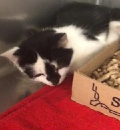 A baby medium-sized male Domestic Short Hair cat named Cider for adoption in Elmira, NY