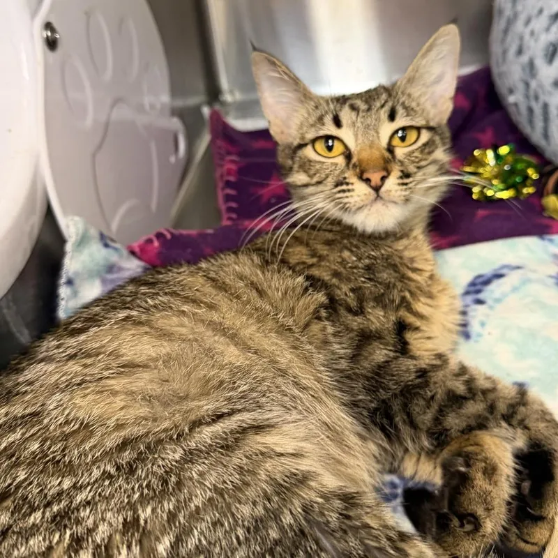 A young small-sized female Domestic Short Hair cat named Rush for adoption in Los Angeles, CA