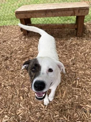 An adult large-sized male Mixed Breed dog named Clover for adoption in Cumming, GA
