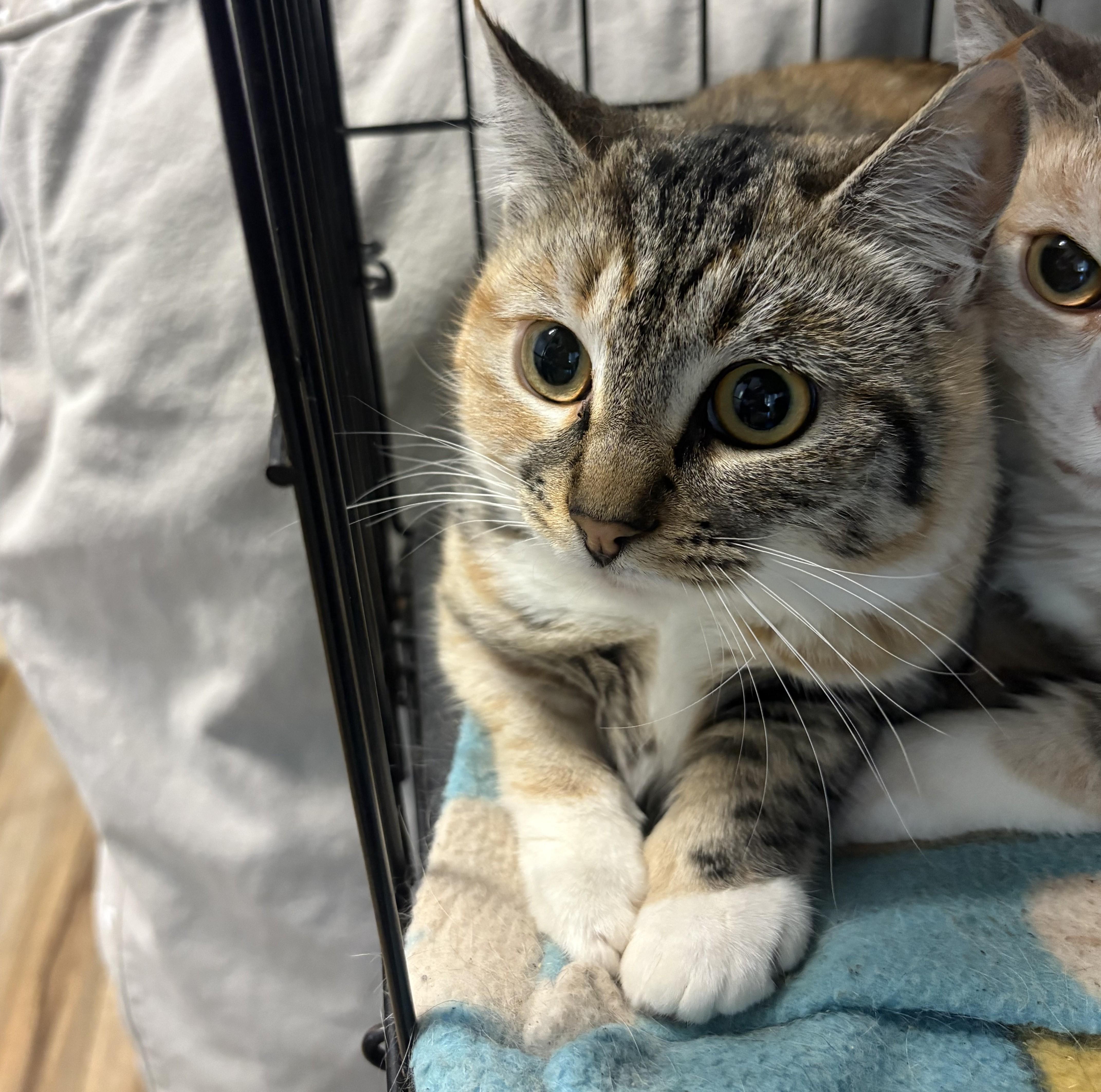 An adult medium-sized female Black Domestic Short Hair cat named Betty for adoption in New Windsor, NY