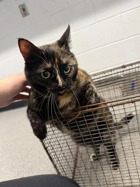 An adult medium-sized female Domestic Short Hair cat named Frankie for adoption in Kalamazoo, MI
