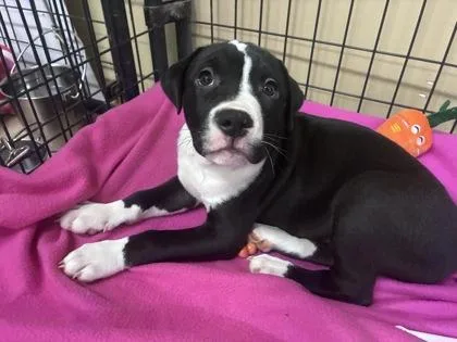 A baby medium-sized male Pit Bull Terrier dog named Long John Silvers for adoption in Bloomsburg, PA
