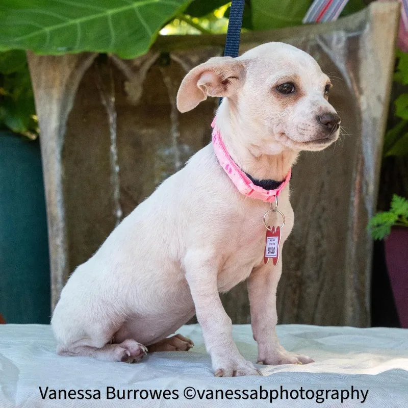 A baby small-sized female White / Cream Chihuahua dog named Skuld for adoption in Wake Forest, NC