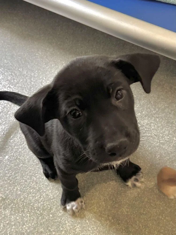 A baby small-sized female Black Mixed Breed dog named River for adoption in Alexandria, VA