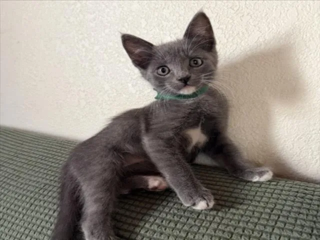 A baby small-sized male Domestic Short Hair cat named Xander for adoption in Woodland, CA