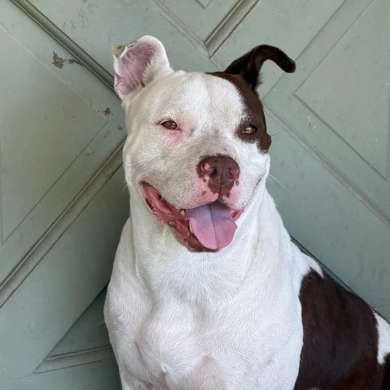 An adult medium-sized female White / Cream Pit Bull Terrier dog named Bunny for adoption in Dallas, TX