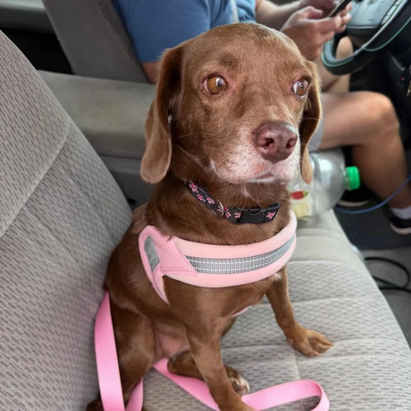 An adult small-sized female Brown / Chocolate Beagle dog named Rosie C for adoption in Oklahoma City, OK