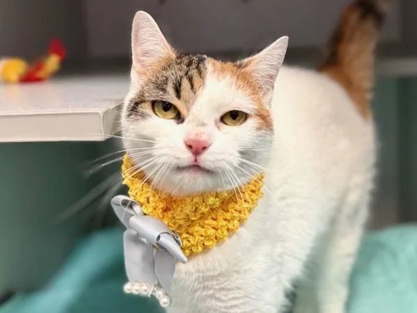 Purfect Princess thumbnail 2