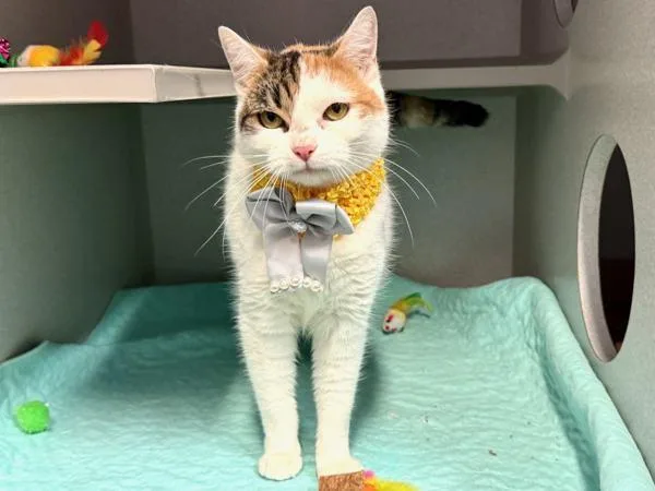 Purfect Princess thumbnail 4