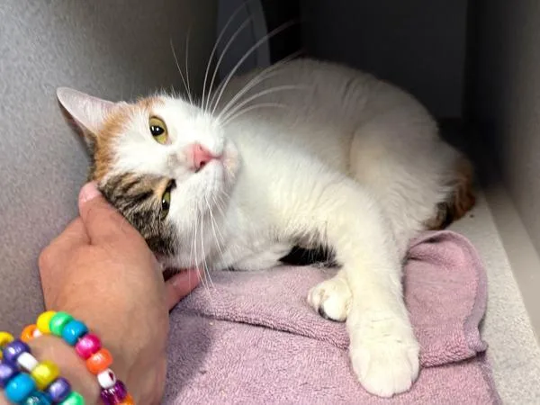 Purfect Princess thumbnail 5