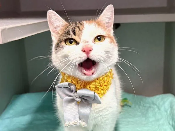 Purfect Princess thumbnail 6