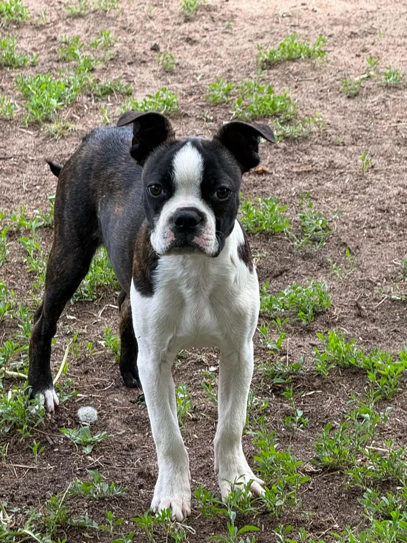 A baby small-sized male Bicolor Boston Terrier dog named Sawyer for adoption in North Freedom, WI