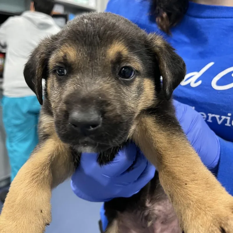 A baby medium-sized male Black Shepherd dog named Tatooine for adoption in Greensboro, NC