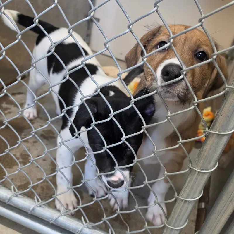 Focaccia thumbnail 2