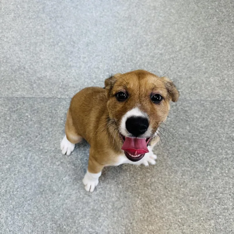 Focaccia thumbnail 3