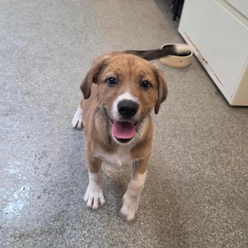 Focaccia thumbnail 4