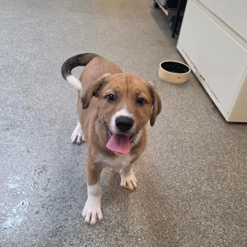 Focaccia thumbnail 5