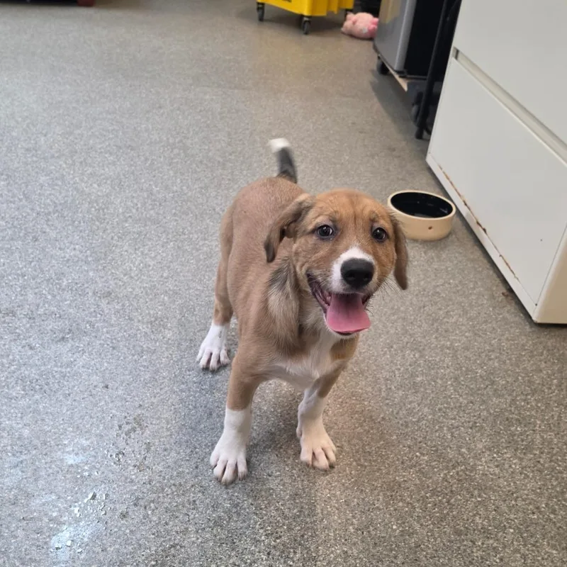 Focaccia thumbnail 6