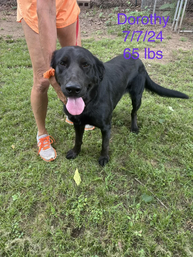 An adult large-sized female Labrador Retriever dog named Dorothy for adoption in Welling, OK