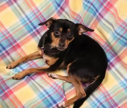A young small-sized male Chihuahua dog named Rocky Athens for adoption in Rockaway, NJ