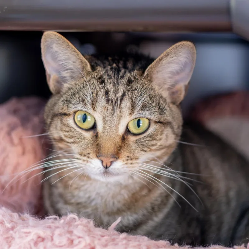 A young medium-sized female Brown / Chocolate Domestic Short Hair cat named Luna for adoption in Newark, DE