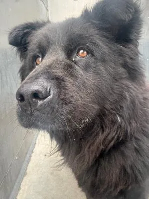 An adult medium-sized female Black Chow Chow dog named Terra for adoption in Santa Paula, CA