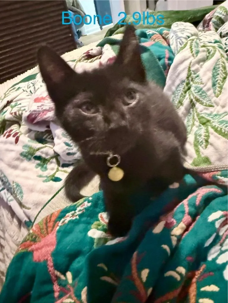 A baby medium-sized male Domestic Short Hair cat named Boone for adoption in Johnson City, TN