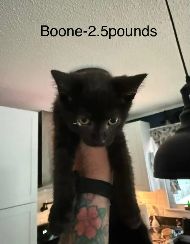 Boone thumbnail 3
