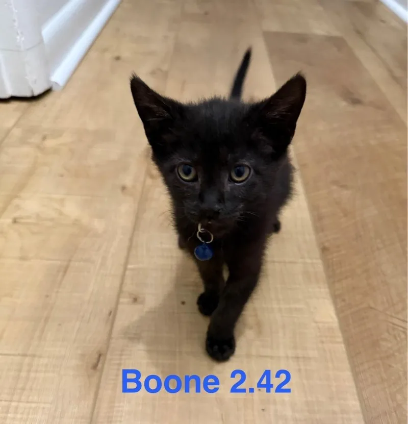 Boone thumbnail 5