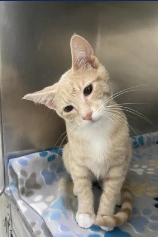 A baby medium-sized male Domestic Short Hair cat named Latrobe for adoption in Lafayette, CO