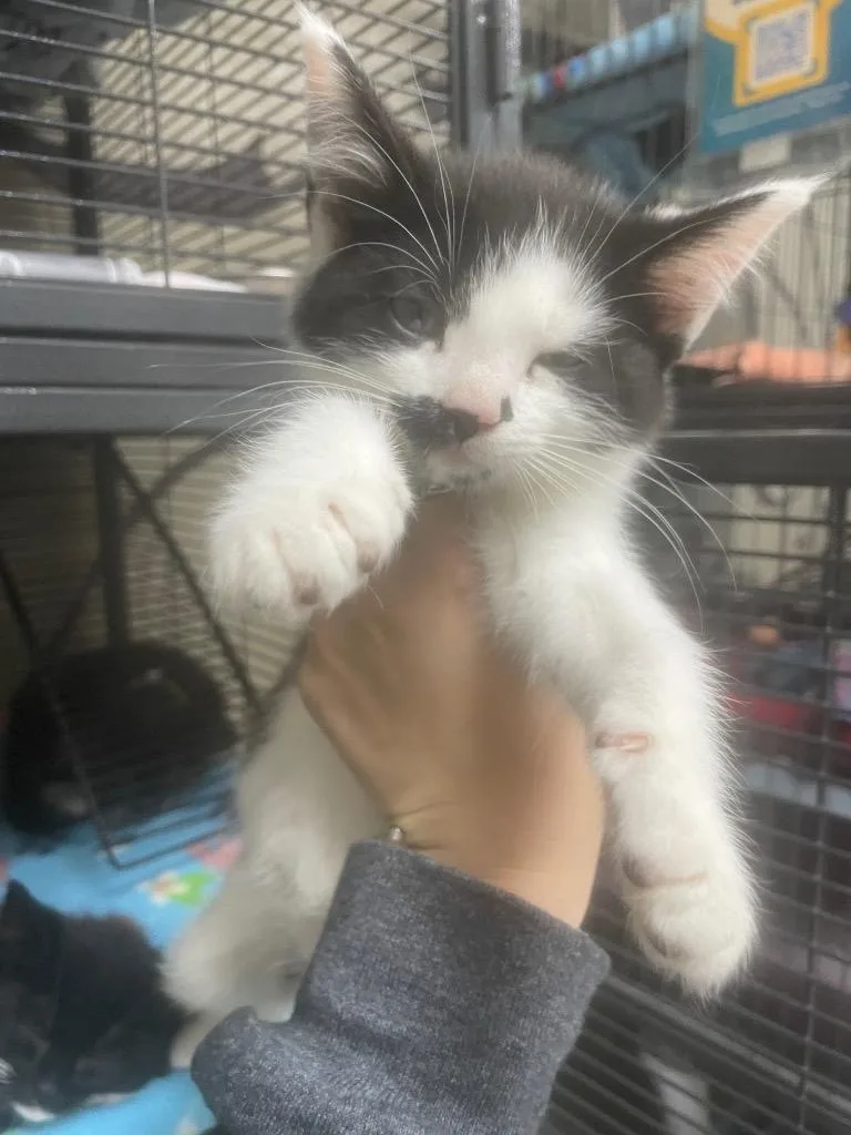 A baby small-sized female Domestic Medium Hair cat named Iris for adoption in Blountville, TN
