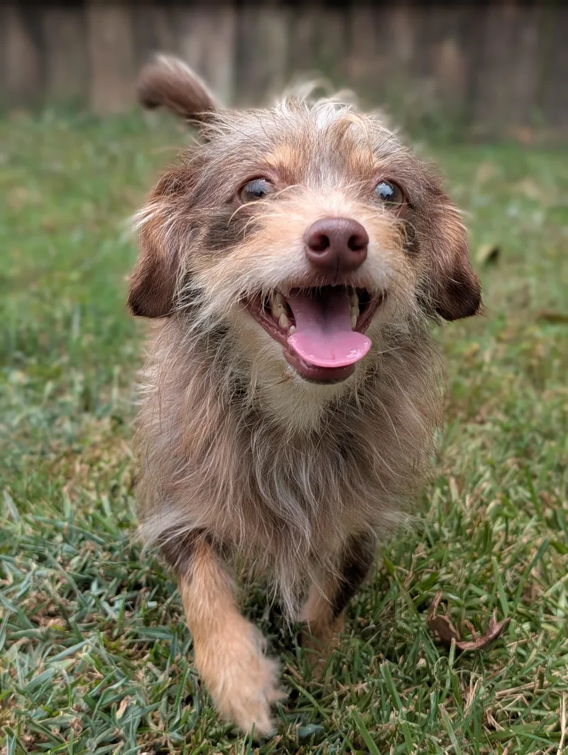 An adult small-sized male Yellow / Tan / Blond / Fawn Wirehaired Dachshund dog named Topaz for adoption in Baton Rouge, LA