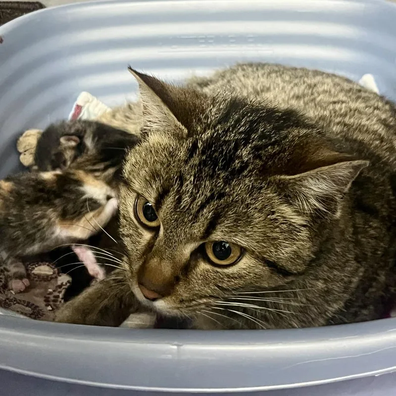 An adult medium-sized female Black Domestic Short Hair cat named Smokey for adoption in Durango, CO
