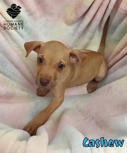 A baby small-sized male Labrador Retriever dog named Cashew for adoption in Heath, OH