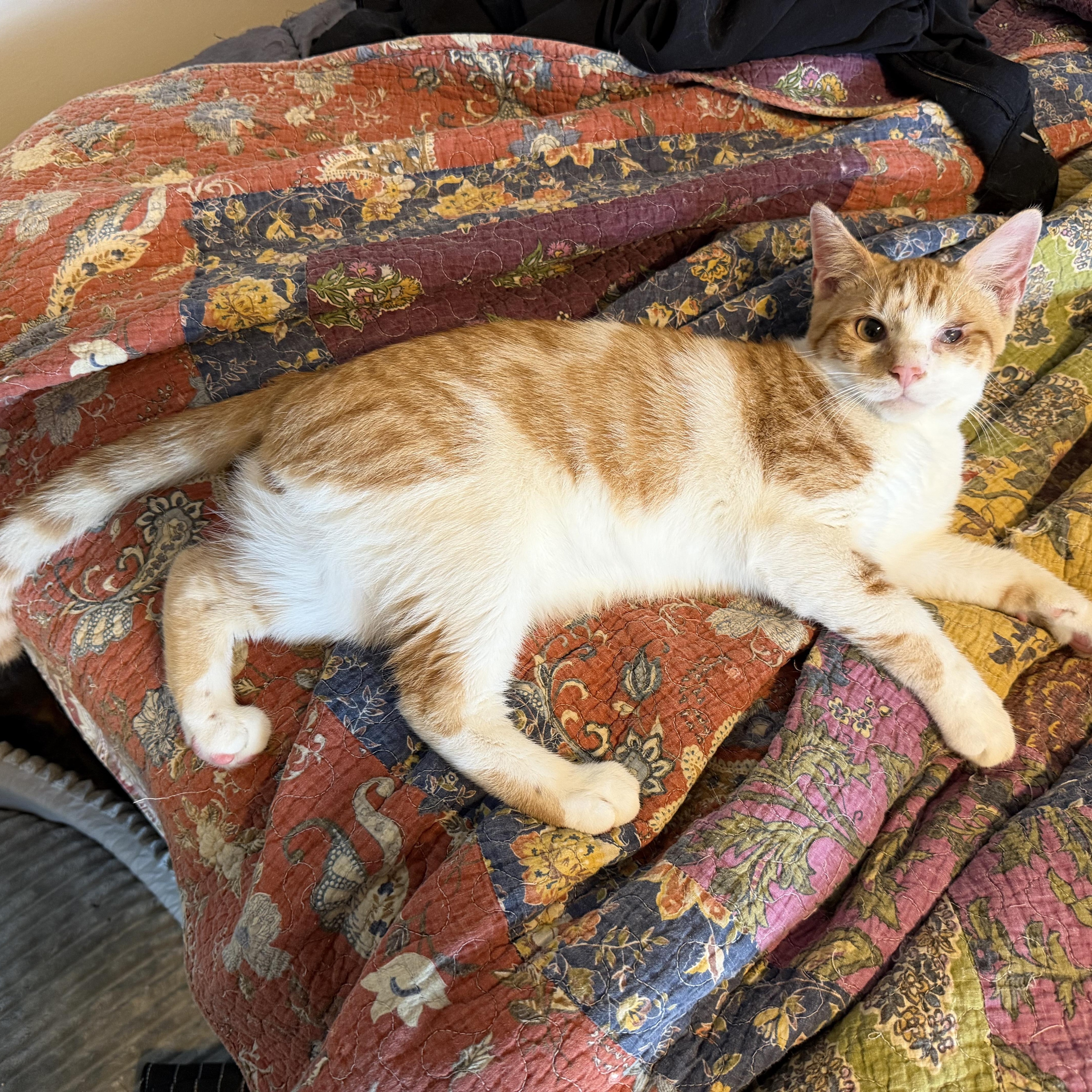A young small-sized male Orange & White American Shorthair cat named Niko for adoption in Brooklyn, NY