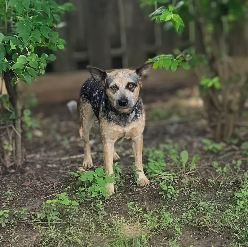 A young medium-sized female Australian Cattle Dog / Blue Heeler dog named Bindi for adoption in East Peoria, IL