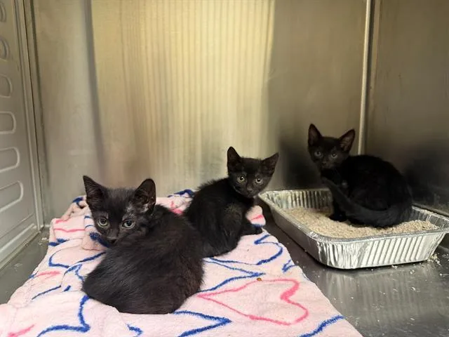 A baby small-sized female Domestic Short Hair cat named Tahitian Pearl for adoption in Tustin, CA