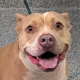 An adult large-sized female Yellow / Tan / Blond / Fawn American Staffordshire Terrier dog named Twiggy for adoption in Greenville, SC