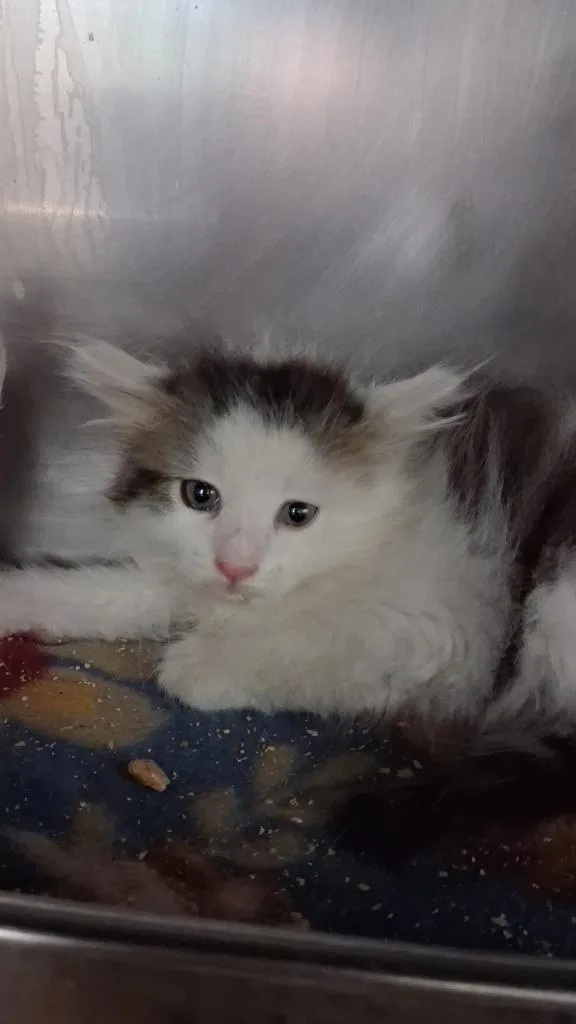 A baby medium-sized male Domestic Short Hair cat named Rook for adoption in Burnsville, NC