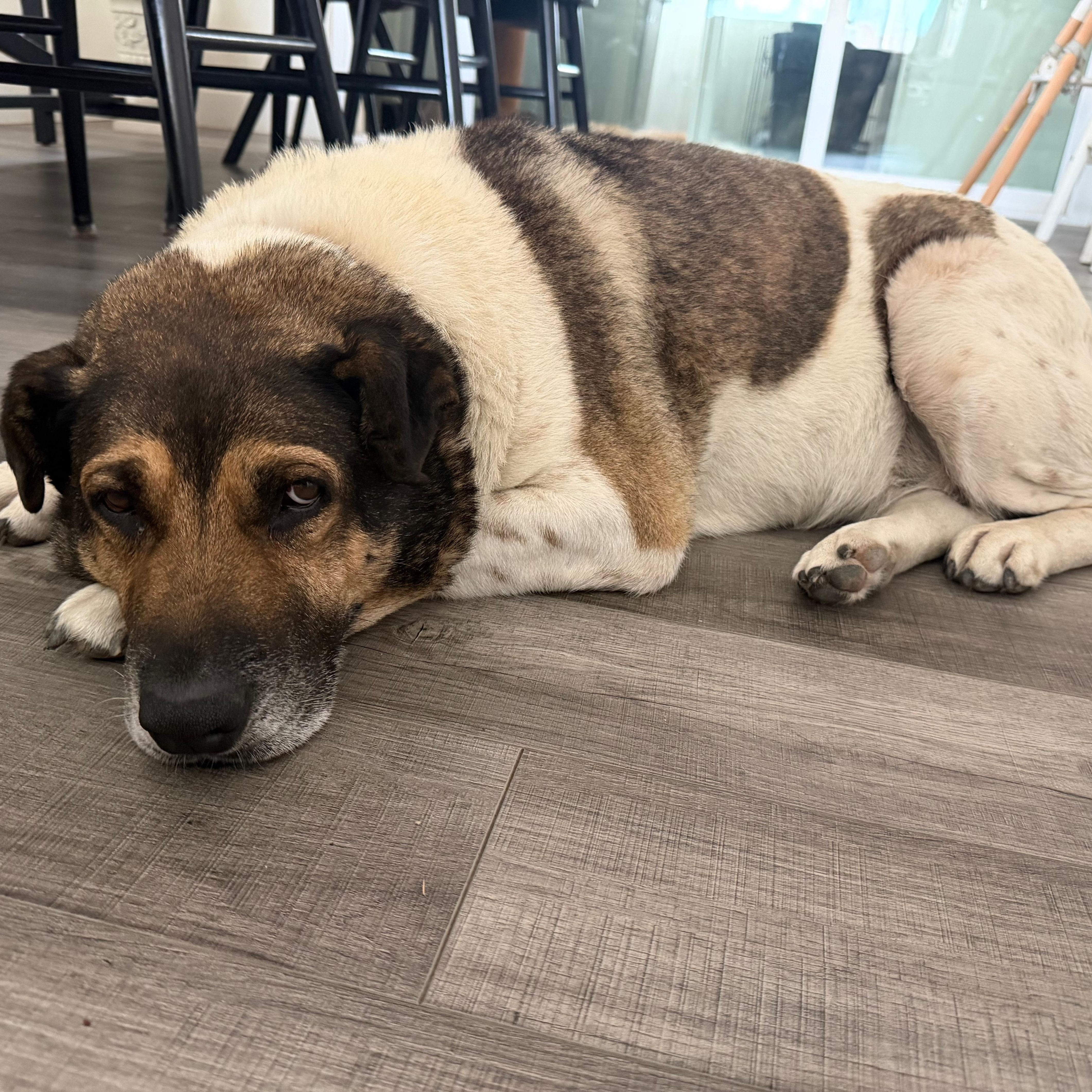 A senior large-sized female Bicolor Black Mouth Cur dog named Reyna for adoption in San Diego, CA