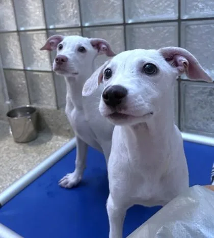 A baby small-sized male Chihuahua dog named Twix for adoption in Washington, DC