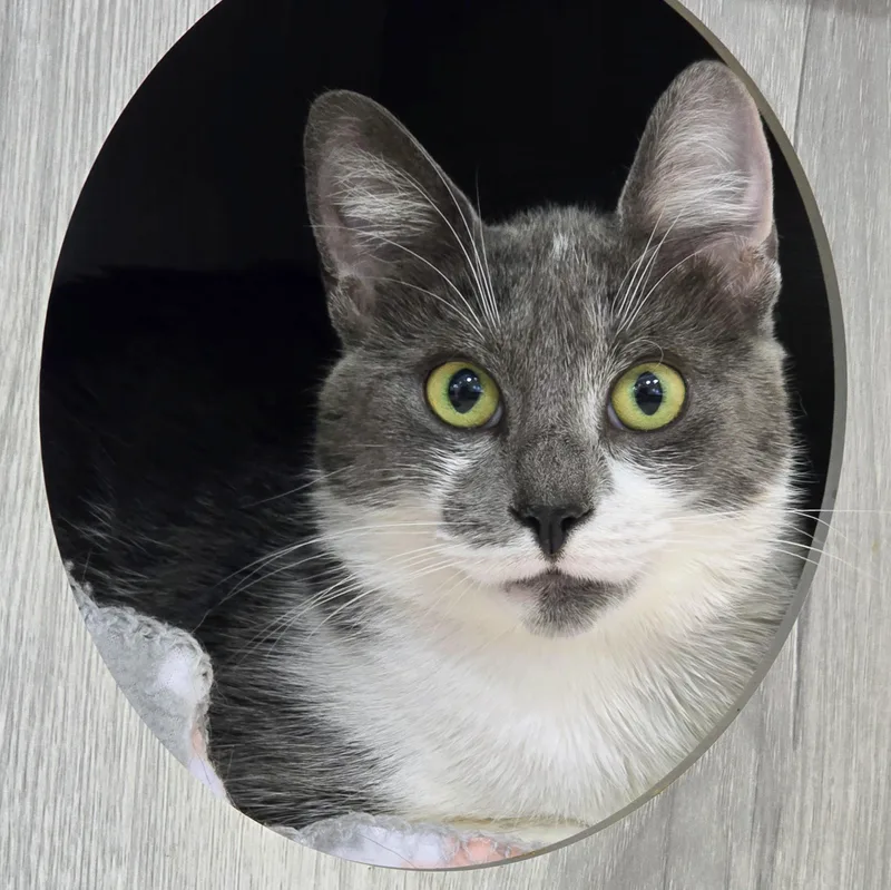An adult large-sized female White Domestic Short Hair cat named Robin for adoption in Amityville, NY
