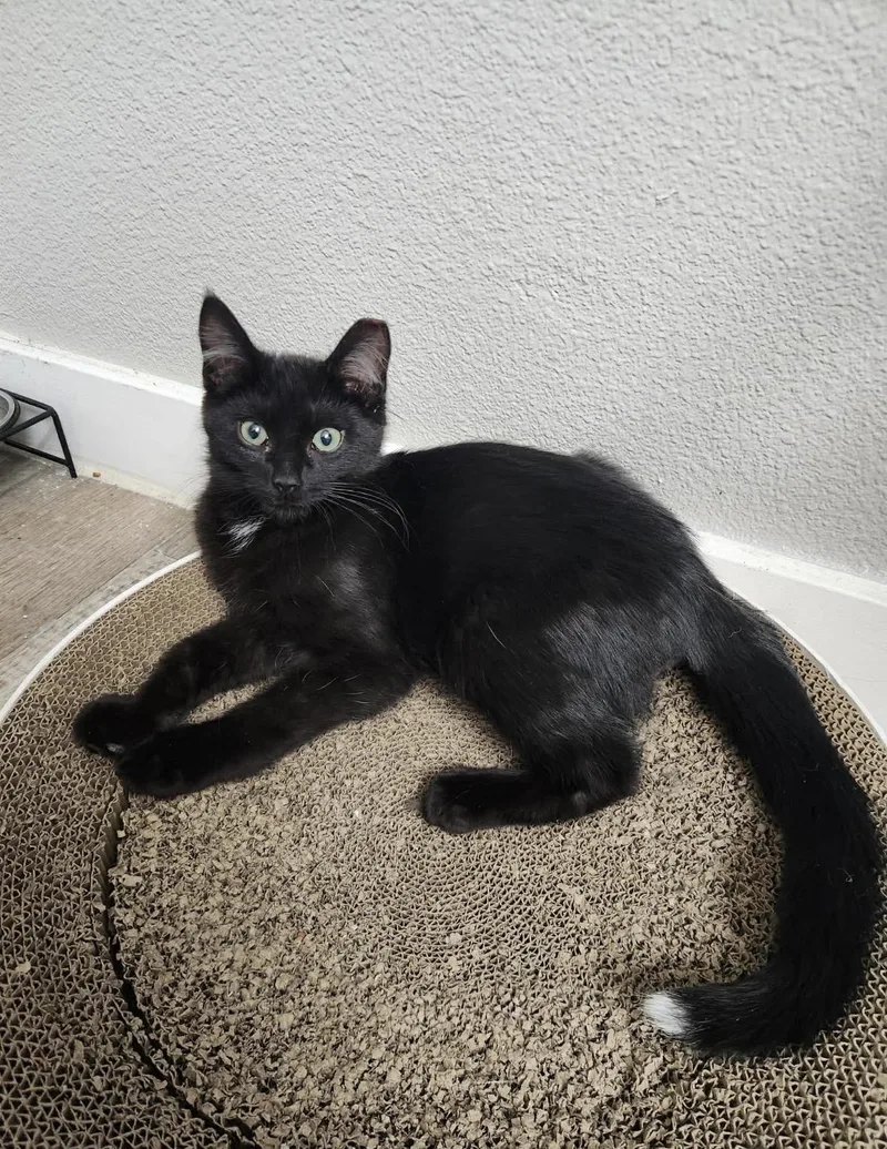 A young small-sized male Black Domestic Short Hair cat named Tips for adoption in Tucson, AZ