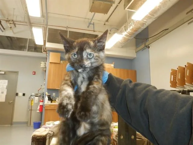 A baby small-sized female Domestic Short Hair cat named Quinn for adoption in San Jose, CA